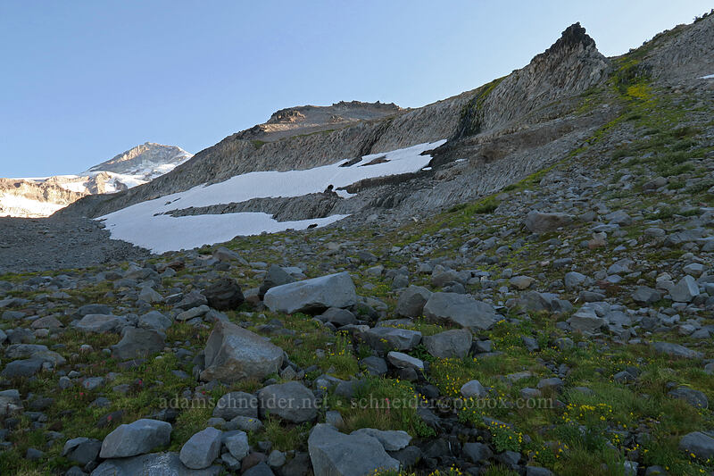 cliffs, snowfields, & wildflowers [Elk Cove, Mt. Hood Wilderness, Hood River County, Oregon]