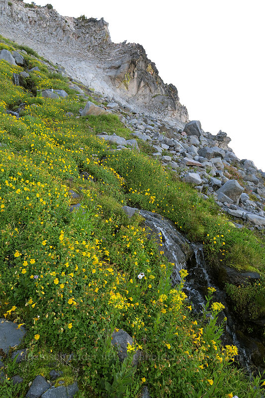 Tiling's monkeyflower (Erythranthe tilingii (Mimulus tilingii)) [Elk Cove, Mt. Hood Wilderness, Hood River County, Oregon]