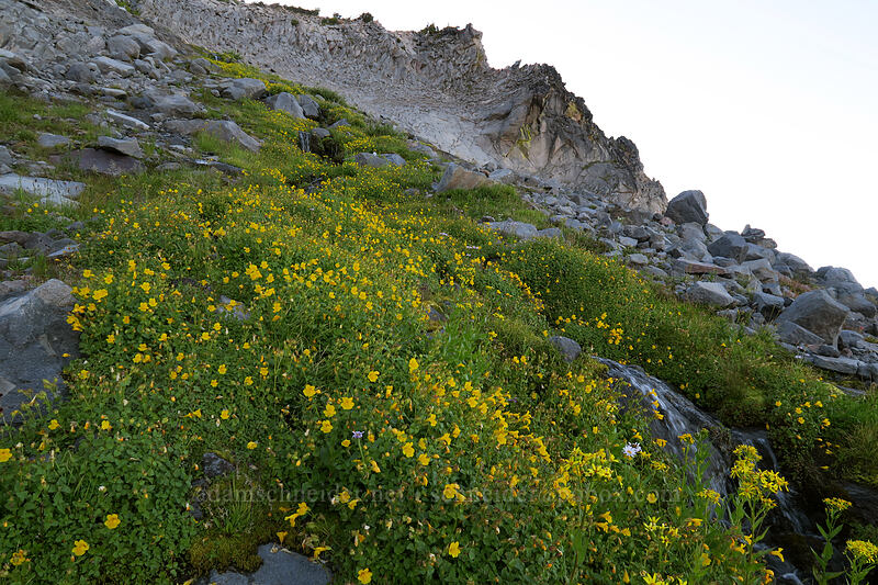 Tiling's monkeyflower (Erythranthe tilingii (Mimulus tilingii)) [Elk Cove, Mt. Hood Wilderness, Hood River County, Oregon]