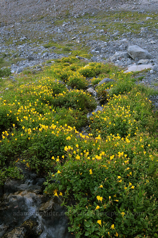 Tiling's monkeyflower (Erythranthe tilingii (Mimulus tilingii)) [Elk Cove, Mt. Hood Wilderness, Hood River County, Oregon]