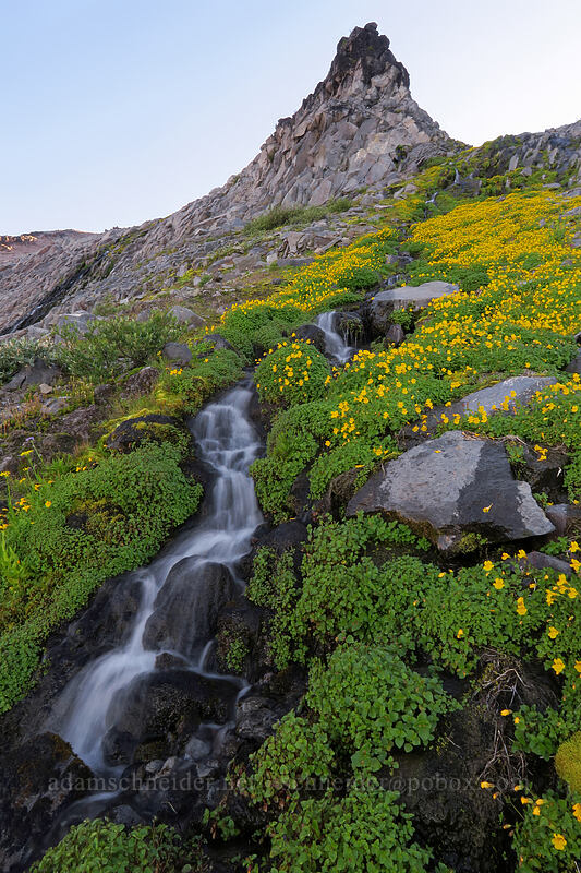 monkeyflower, rocks, & water (Erythranthe tilingii (Mimulus tilingii)) [Elk Cove, Mt. Hood Wilderness, Hood River County, Oregon]