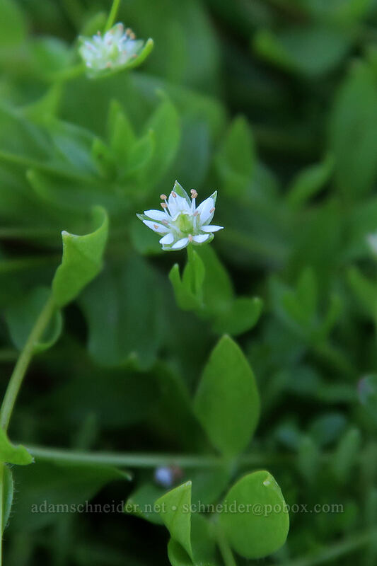 curled starwort (Stellaria crispa) [Elk Cove, Mt. Hood Wilderness, Hood River County, Oregon]