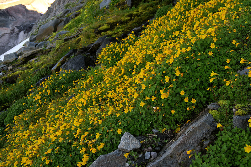 Tiling's monkeyflower (Erythranthe tilingii (Mimulus tilingii)) [Elk Cove, Mt. Hood Wilderness, Hood River County, Oregon]