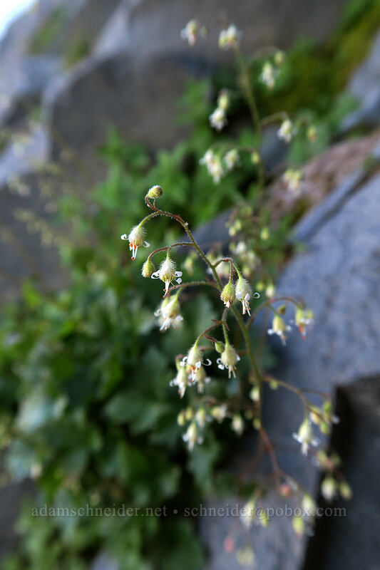 alpine alumroot (Heuchera glabra) [Elk Cove, Mt. Hood Wilderness, Hood River County, Oregon]