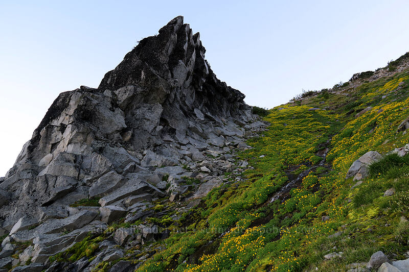 monkeyflower & broken rock (Erythranthe tilingii (Mimulus tilingii)) [Elk Cove, Mt. Hood Wilderness, Hood River County, Oregon]