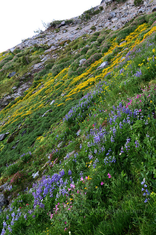 wildflowers (Lupinus latifolius, Erythranthe tilingii (Mimulus tilingii), Erythranthe lewisii (Mimulus lewisii), Senecio triangularis, Castilleja parviflora var. oreopola, Erigeron glacialis var. glacialis) [Elk Cove, Mt. Hood Wilderness, Hood River County, Oregon]