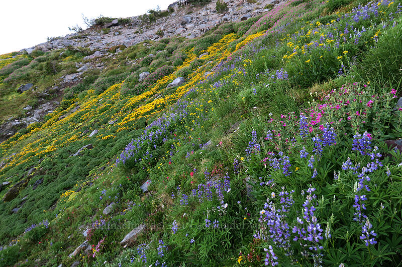 wildflowers (Lupinus latifolius, Erythranthe tilingii (Mimulus tilingii), Erythranthe lewisii (Mimulus lewisii), Senecio triangularis, Castilleja parviflora var. oreopola, Erigeron glacialis var. glacialis) [Elk Cove, Mt. Hood Wilderness, Hood River County, Oregon]