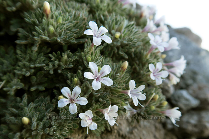 talus collomia (Collomia larsenii) [Elk Cove, Mt. Hood Wilderness, Hood River County, Oregon]