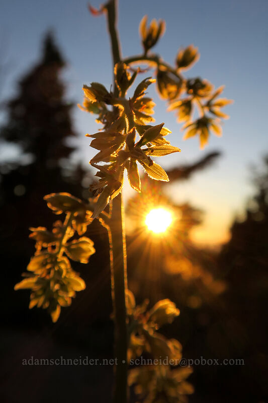 corn-lily flowers, backlit (Veratrum viride var. eschscholtzianum (Veratrum eschscholtzii)) [above Elk Cove, Mt. Hood Wilderness, Hood River County, Oregon]
