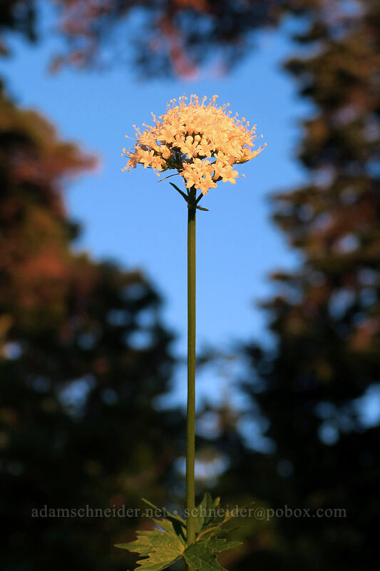 Sitka valerian at sunset (Valeriana sitchensis) [above Elk Cove, Mt. Hood Wilderness, Hood River County, Oregon]