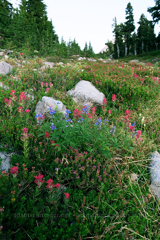 twilight paintbrush & lupines (Castilleja parviflora var. oreopola, Lupinus latifolius) [Timberline Trail, Mt. Hood Wilderness, Hood River County, Oregon]