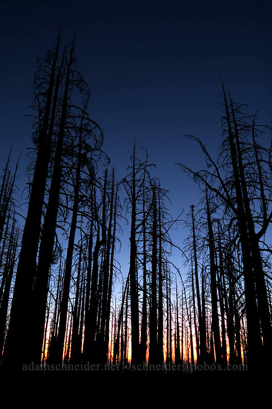 burnt tree silhouettes [Vista Ridge Trail, Mt. Hood Wilderness, Hood River County, Oregon]