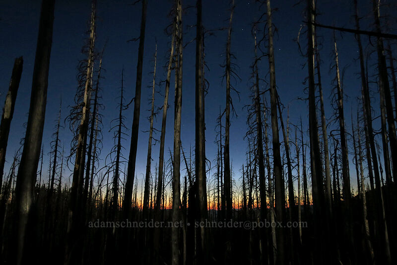 moonlight on burnt trees [Vista Ridge Trail, Mt. Hood Wilderness, Hood River County, Oregon]