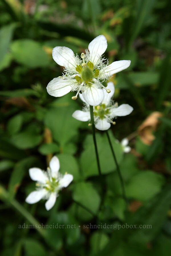 grass-of-Parnassus (Parnassia fimbriata) [Colchuck Lake Trail, Alpine Lakes Wilderness, Chelan County, Washington]