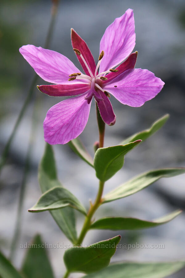broad-leaf fireweed (Chamerion latifolium (Epilobium latifolium)) [below Aasgard Pass, Alpine Lakes Wilderness, Chelan County, Washington]