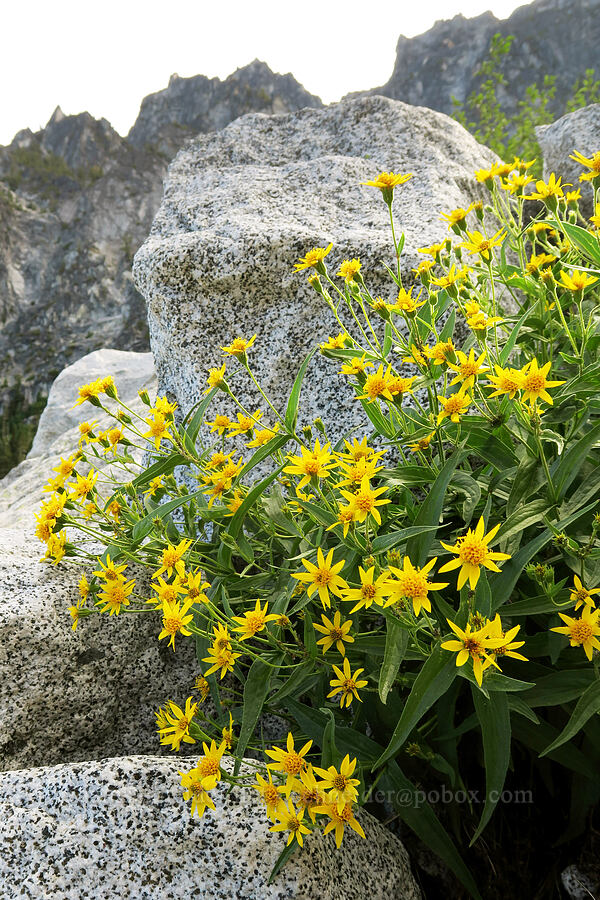lance-leaf arnica (Arnica lanceolata ssp. prima (Arnica amplexicaulis)) [below Aasgard Pass, Alpine Lakes Wilderness, Chelan County, Washington]