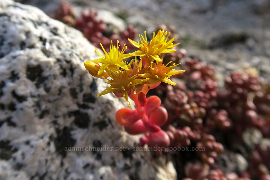 spreading stonecrop (Sedum divergens) [below Aasgard Pass, Alpine Lakes Wilderness, Chelan County, Washington]