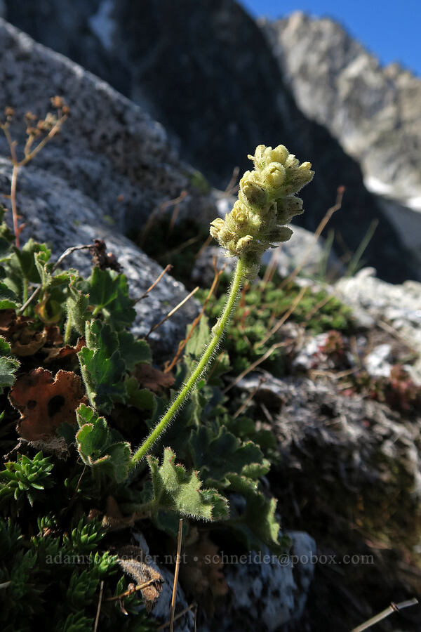 round-leaf alumroot (Heuchera cylindrica) [below Aasgard Pass, Alpine Lakes Wilderness, Chelan County, Washington]