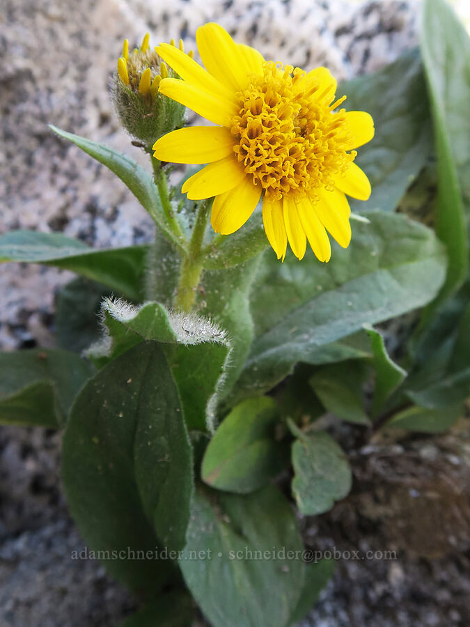 hairy arnica (Arnica mollis) [below Aasgard Pass, Alpine Lakes Wilderness, Chelan County, Washington]