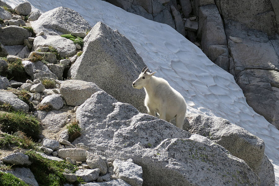mountain goat (Oreamnos americanus) [below Aasgard Pass, Alpine Lakes Wilderness, Chelan County, Washington]