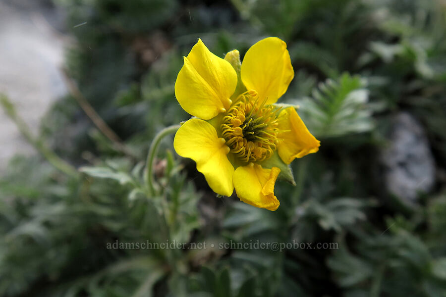 Drummond's cinquefoil (Potentilla drummondii) [below Aasgard Pass, Alpine Lakes Wilderness, Chelan County, Washington]