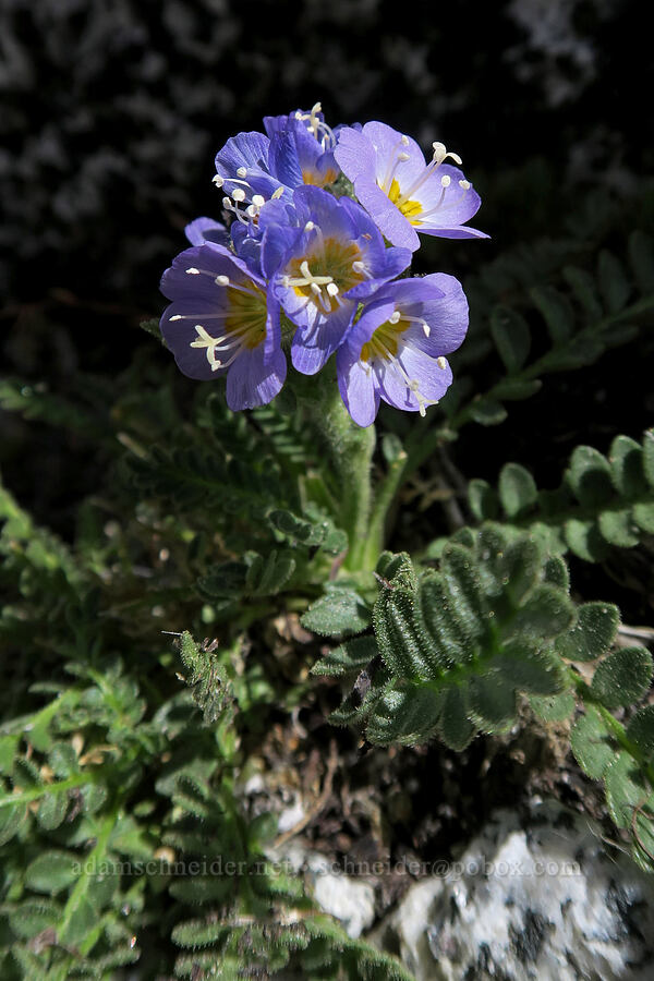elegant Jacob's ladder (Polemonium elegans) [Aasgard Pass, Alpine Lakes Wilderness, Chelan County, Washington]