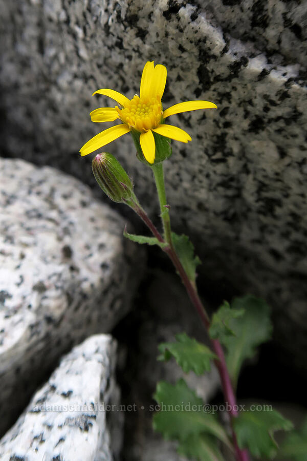 Fremont's groundsel/ragwort (Senecio fremontii var. fremontii) [Aasgard Pass, Alpine Lakes Wilderness, Chelan County, Washington]