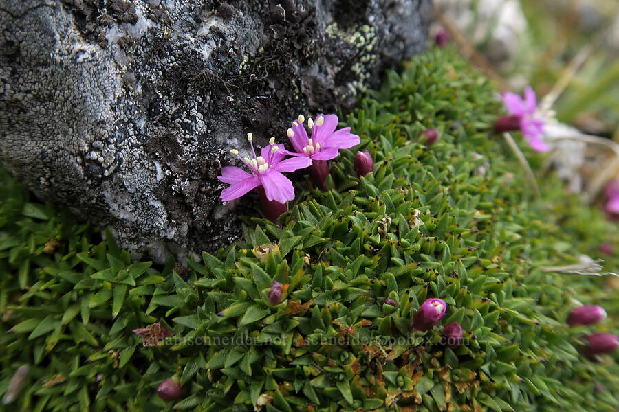 moss campion (Silene acaulis) [Aasgard Pass, Alpine Lakes Wilderness, Chelan County, Washington]