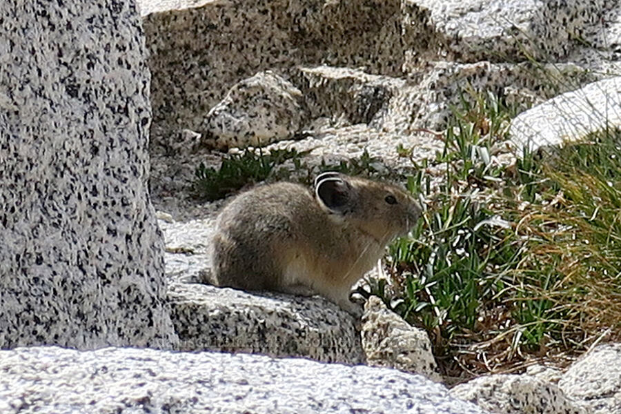 pika (Ochotona princeps fenisex) [Snow Lakes Trail, Alpine Lakes Wilderness, Chelan County, Washington]