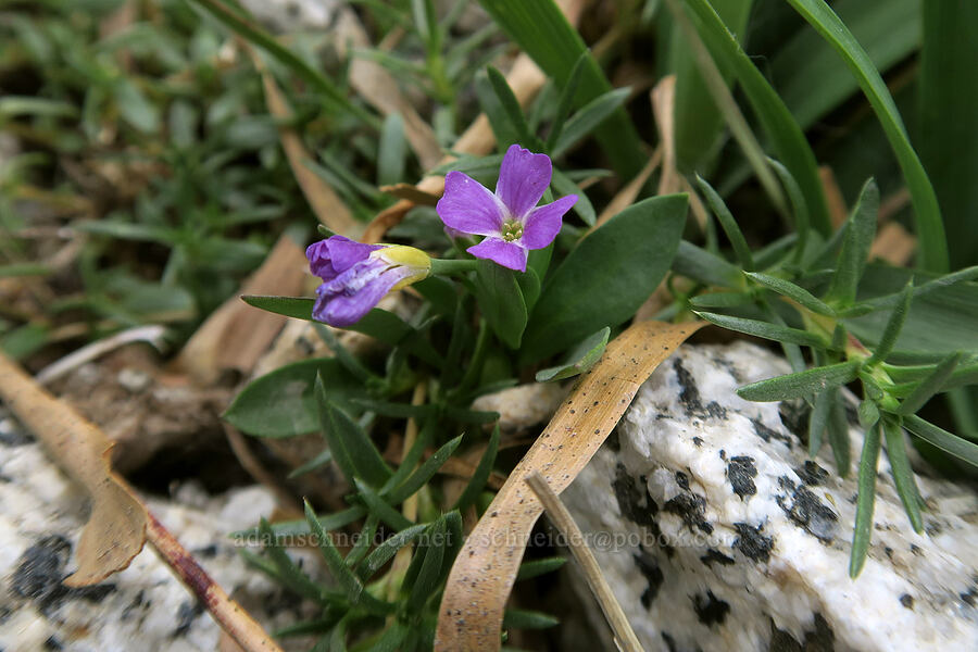 Lyall's rock-cress (Boechera lyallii (Arabis lyallii)) [Snow Lakes Trail, Alpine Lakes Wilderness, Chelan County, Washington]