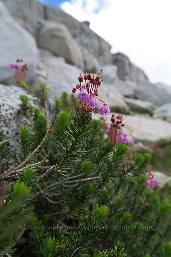 pink mountain heather (Phyllodoce empetriformis) [Snow Lakes Trail, Alpine Lakes Wilderness, Chelan County, Washington]