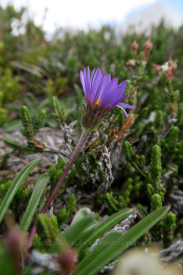 tundra aster (Oreostemma alpigenum (Aster alpigenus)) [Snow Lakes Trail, Alpine Lakes Wilderness, Chelan County, Washington]