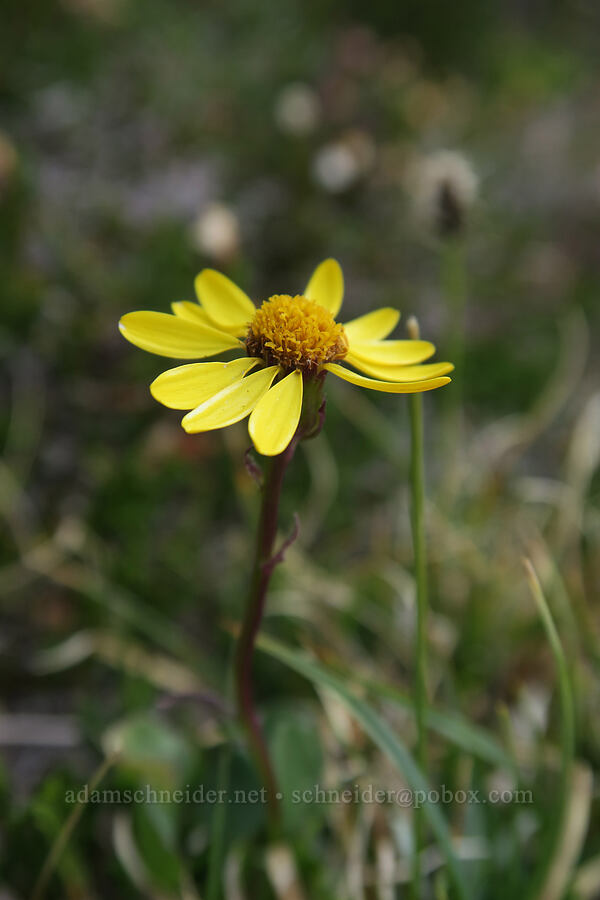 Rocky Mountain groundsel (Packera streptanthifolia (Senecio streptanthifolius)) [Snow Lakes Trail, Alpine Lakes Wilderness, Chelan County, Washington]