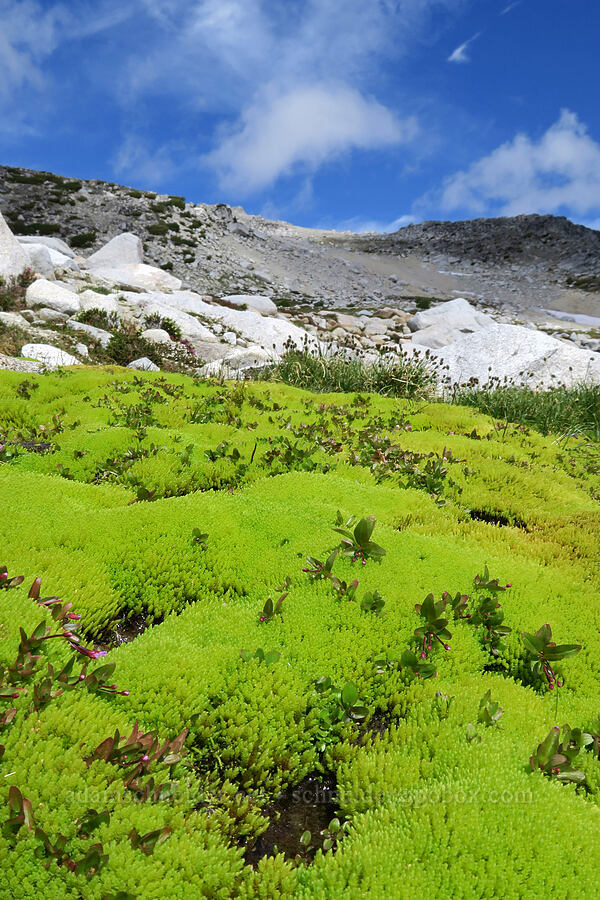 moss & mountains [Snow Lakes Trail, Alpine Lakes Wilderness, Chelan County, Washington]