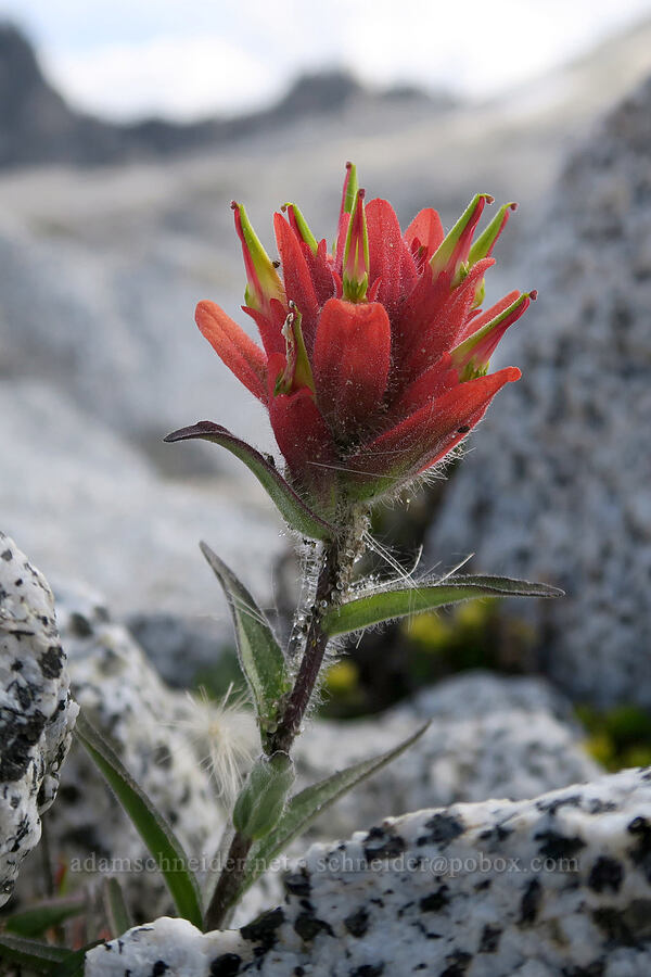 Wenatchee paintbrush, red form (Castilleja elmeri) [Snow Lakes Trail, Alpine Lakes Wilderness, Chelan County, Washington]