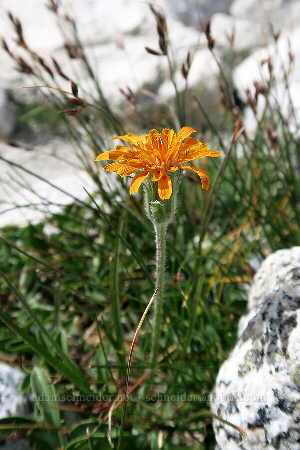 orange agoseris (Agoseris aurantiaca) [Snow Lakes Trail, Alpine Lakes Wilderness, Chelan County, Washington]