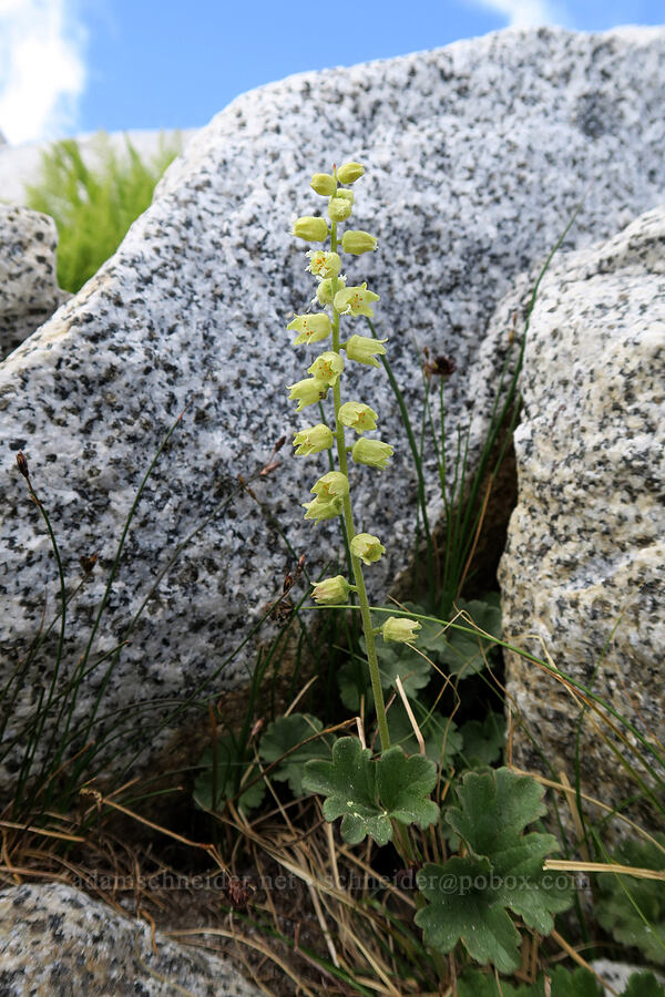 yellow coral-bells (Elmera racemosa) [Snow Lakes Trail, Alpine Lakes Wilderness, Chelan County, Washington]