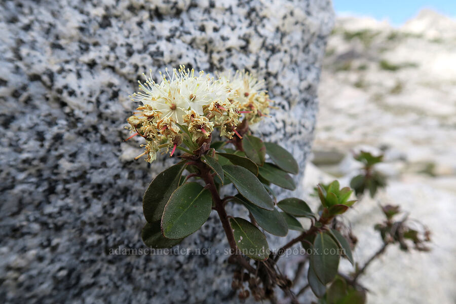 western Labrador tea (Rhododendron neoglandulosum (Rhododendron columbianum) (Ledum glandulosum)) [Snow Lakes Trail, Alpine Lakes Wilderness, Chelan County, Washington]