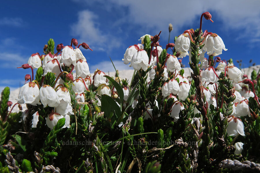 white mountain heather (Cassiope mertensiana) [Snow Lakes Trail, Alpine Lakes Wilderness, Chelan County, Washington]