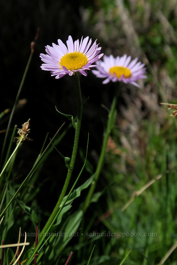 subalpine fleabane (Erigeron glacialis var. glacialis) [Snow Lakes Trail, Alpine Lakes Wilderness, Chelan County, Washington]