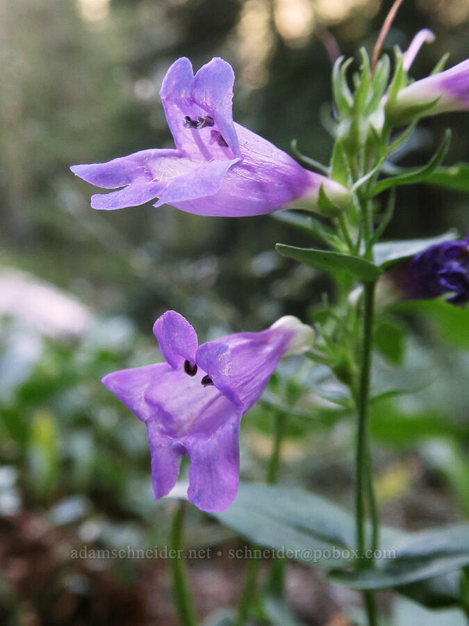 Cascades penstemon (Penstemon serrulatus) [Snow Lakes Trail, Alpine Lakes Wilderness, Chelan County, Washington]