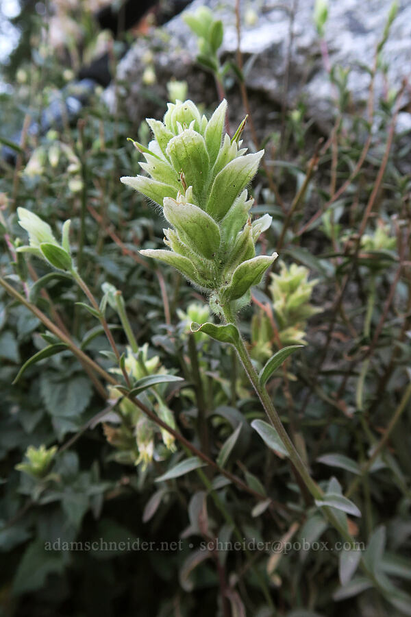Wenatchee paintbrush, yellow/white form (Castilleja elmeri) [Snow Lakes Trail, Alpine Lakes Wilderness, Chelan County, Washington]