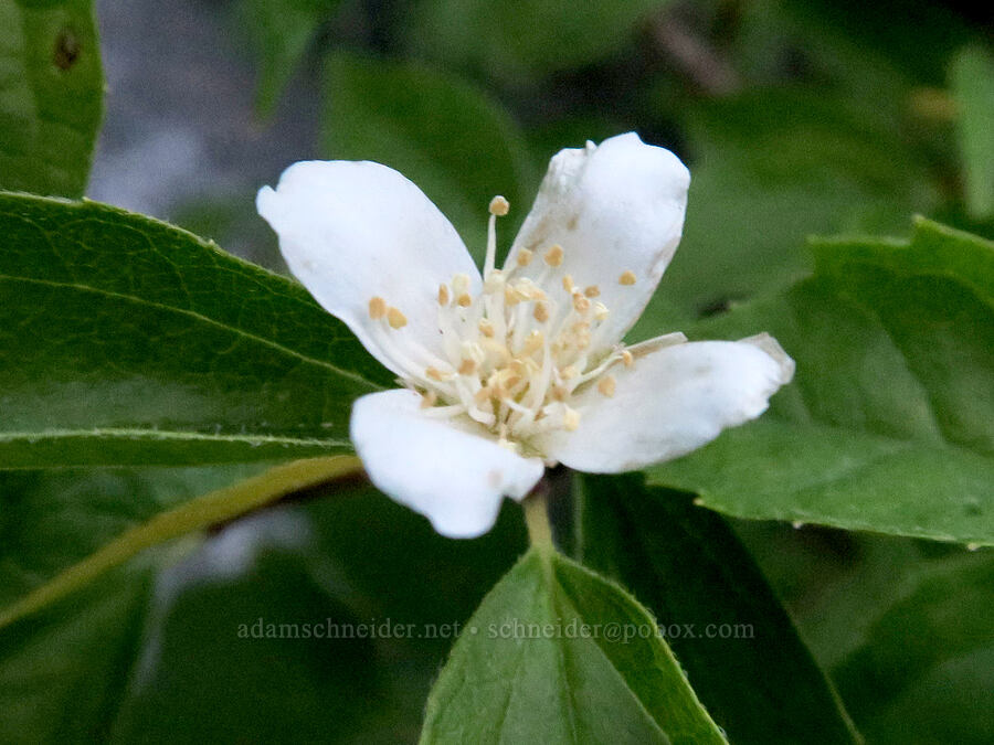 Lewis' mock-orange (Philadelphus lewisii) [Snow Lakes Trail, Alpine Lakes Wilderness, Chelan County, Washington]