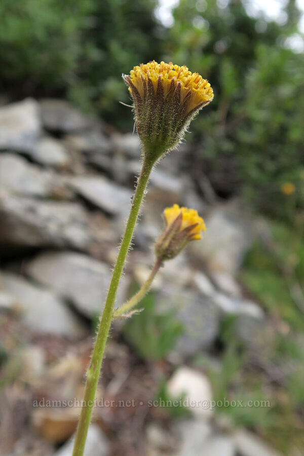 Parry's arnica (Arnica parryi) [Pacific Crest Trail, Okanogan-Wenatchee National Forest, Okanogan County, Washington]