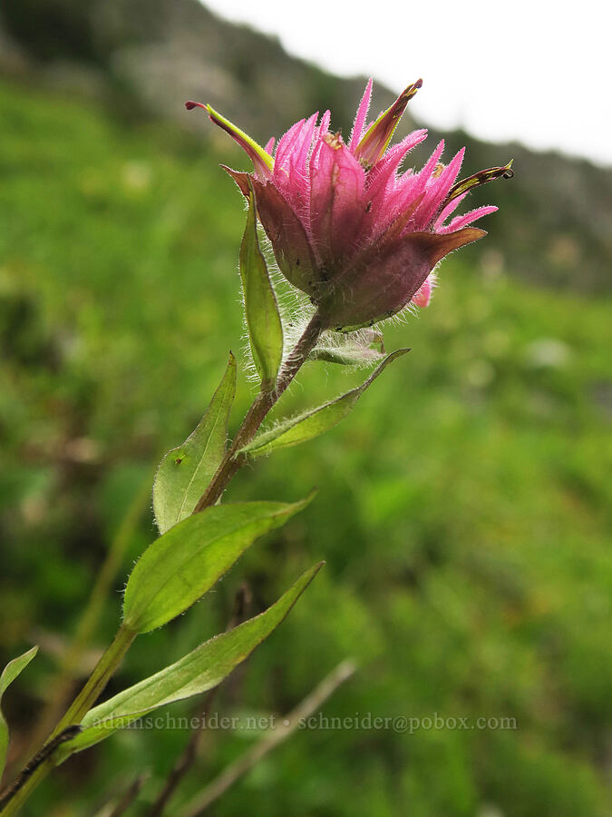 pinkish paintbrush (Castilleja miniata) [Pacific Crest Trail, Okanogan-Wenatchee National Forest, Okanogan County, Washington]