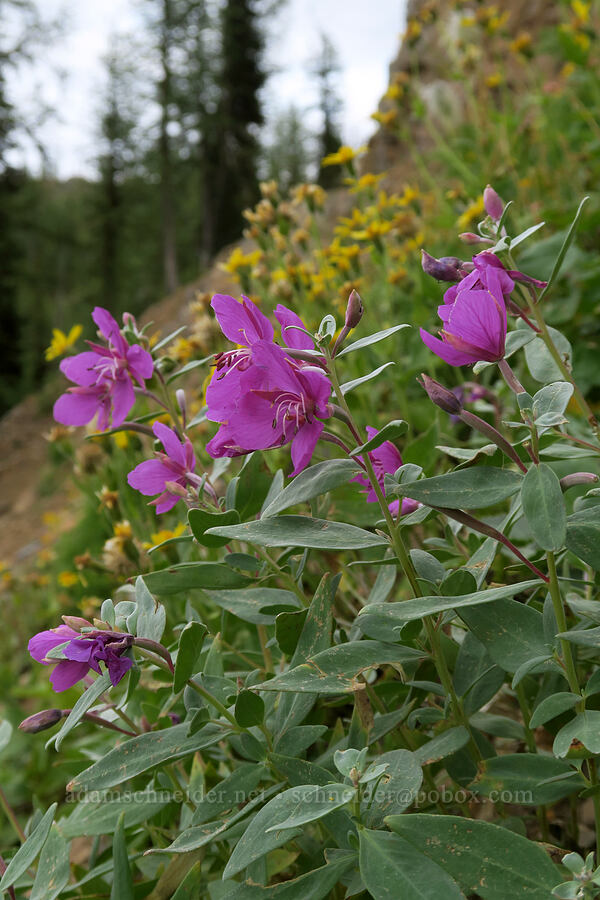 broad-leaf fireweed (Chamerion latifolium (Epilobium latifolium)) [Pacific Crest Trail, Okanogan-Wenatchee National Forest, Okanogan County, Washington]