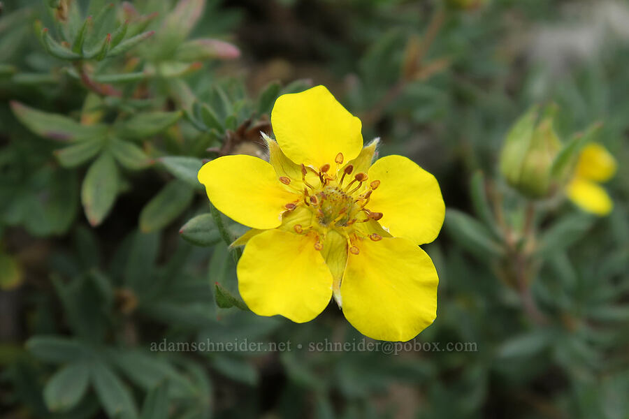 shrubby cinquefoil (Dasiphora fruticosa (Potentilla fruticosa)) [Pacific Crest Trail, Okanogan-Wenatchee National Forest, Okanogan County, Washington]