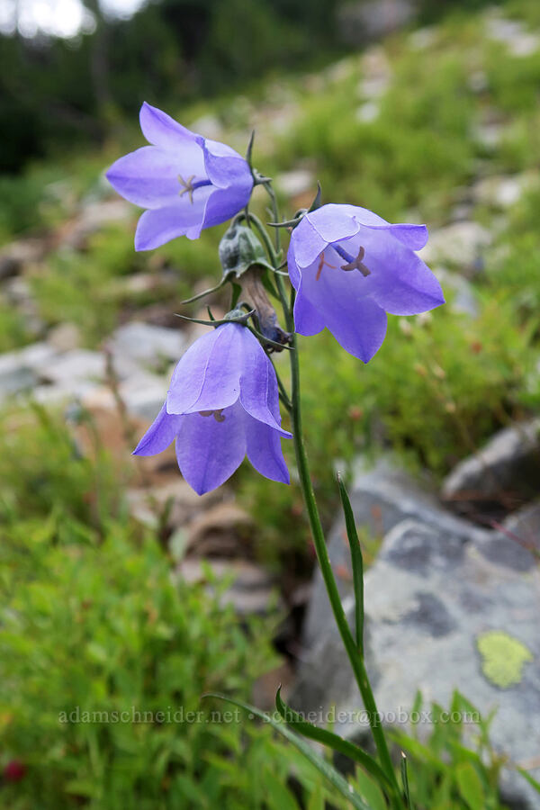 harebells (Campanula petiolata (Campanula rotundifolia)) [Pacific Crest Trail, Okanogan-Wenatchee National Forest, Okanogan County, Washington]