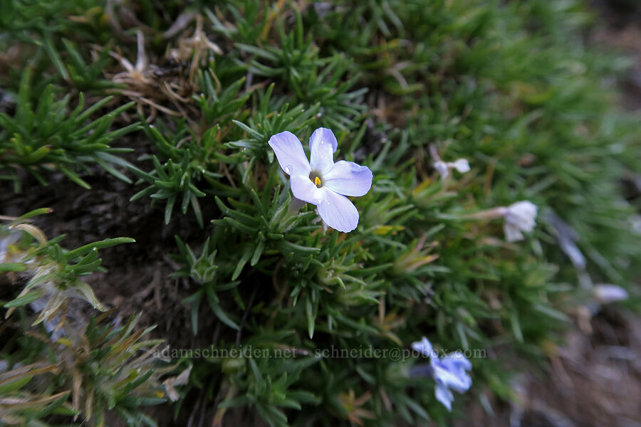 spreading phlox (Phlox diffusa) [Pacific Crest Trail, Okanogan-Wenatchee National Forest, Okanogan County, Washington]