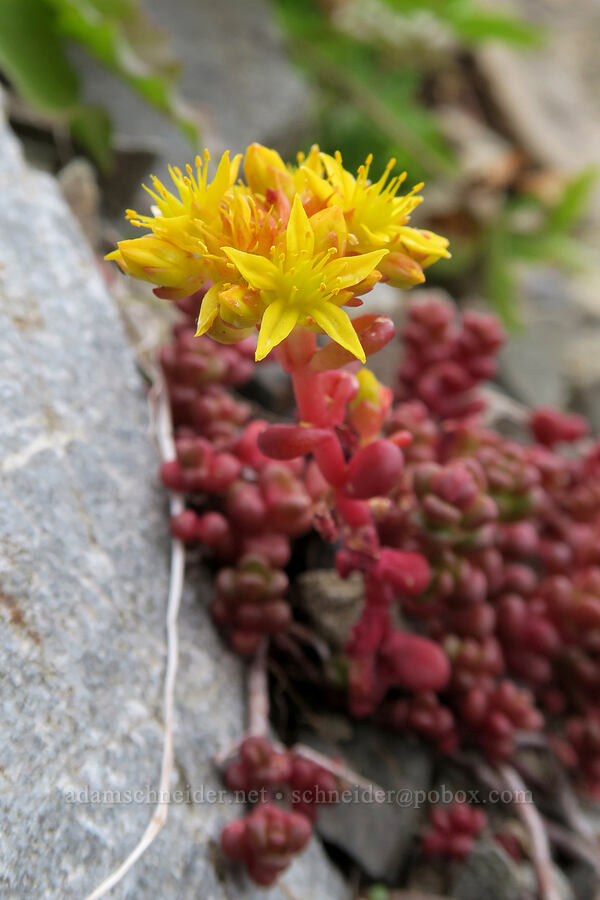 spreading stonecrop (Sedum divergens) [Pacific Crest Trail, Okanogan-Wenatchee National Forest, Okanogan County, Washington]